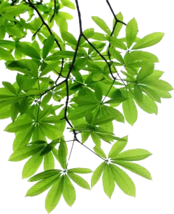 leaf-image