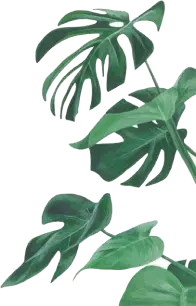 leaf-image